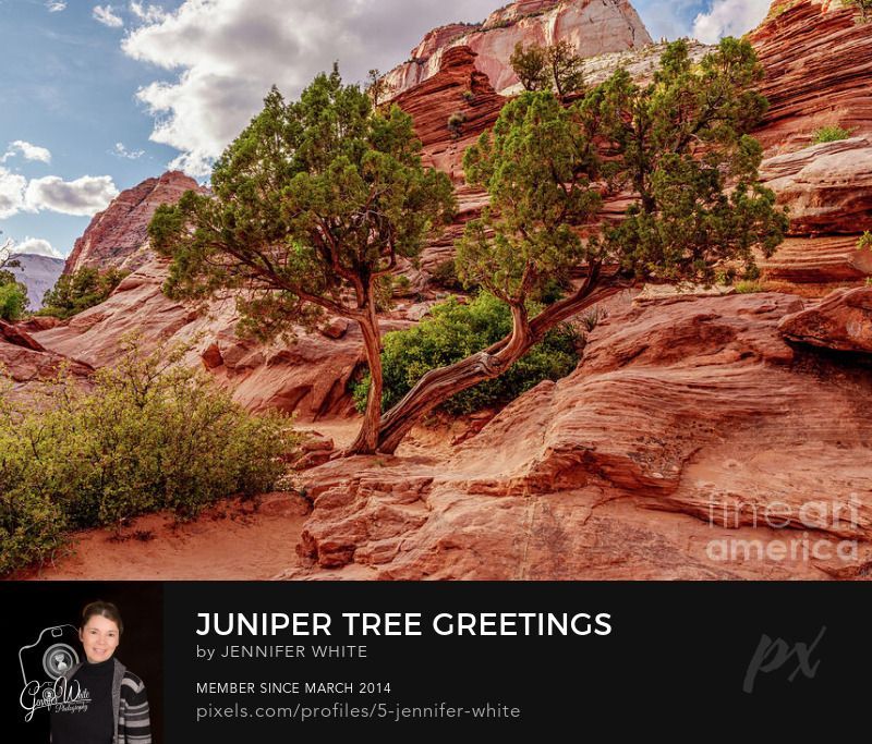 A good sized juniper cedar tree welcomes you near the end of the Zion Canyon Overlook hiking trail in Zion National Park. The twisted trunk splits into a V-shape and extends out.