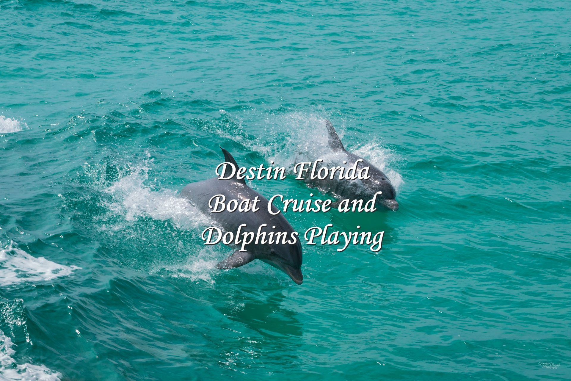 A travel blog about taking boat tours in Destin Florida and watching wildlife including dolphins playing with the waves.