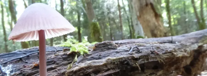 Coaching coaching-plus