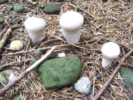 Gruppen-Aufstellungen coaching-plus