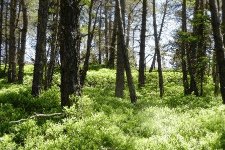 Ihr Thema coaching-plus