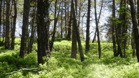 Ihr Thema coaching-plus