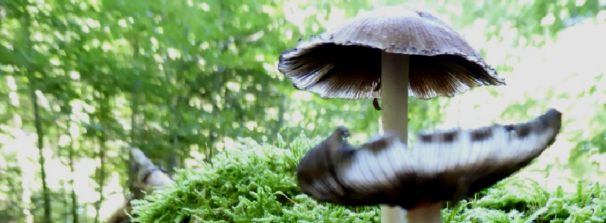 Impressum coaching-plus