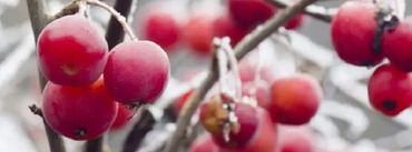 Mensch - Natur - Gesundheit coaching-plus