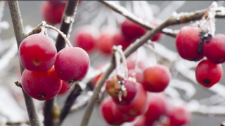 Natur & Resilienz coaching-plus