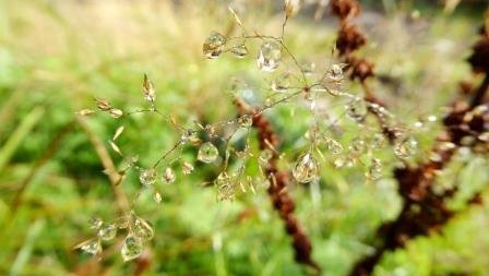 Natur & Resilienz coaching-plus