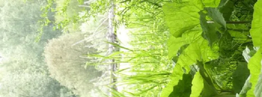 (Natur-)Zeit für mich! coaching-plus