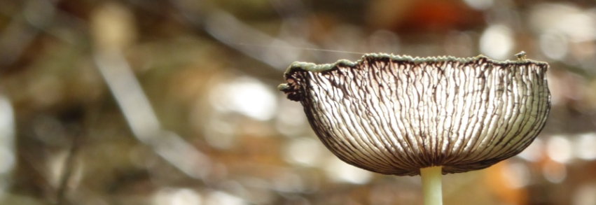 Datenschutz coaching-plus