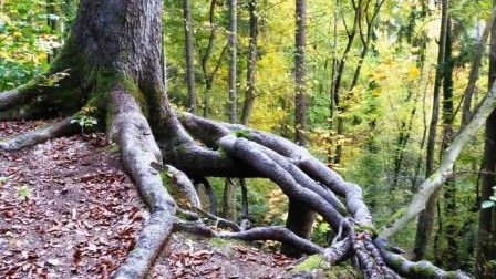 Resilienz - inner Stärke coachin-plus