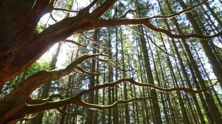 Waldbaden coaching-plus