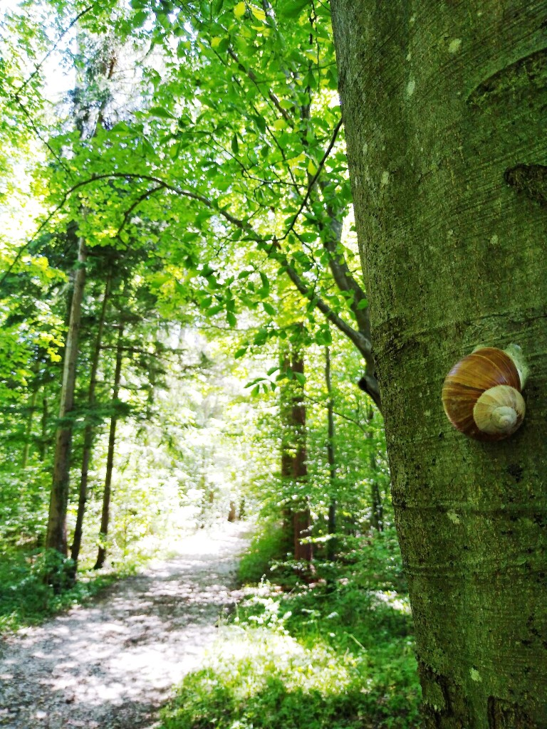 Waldbaden coaching-plus