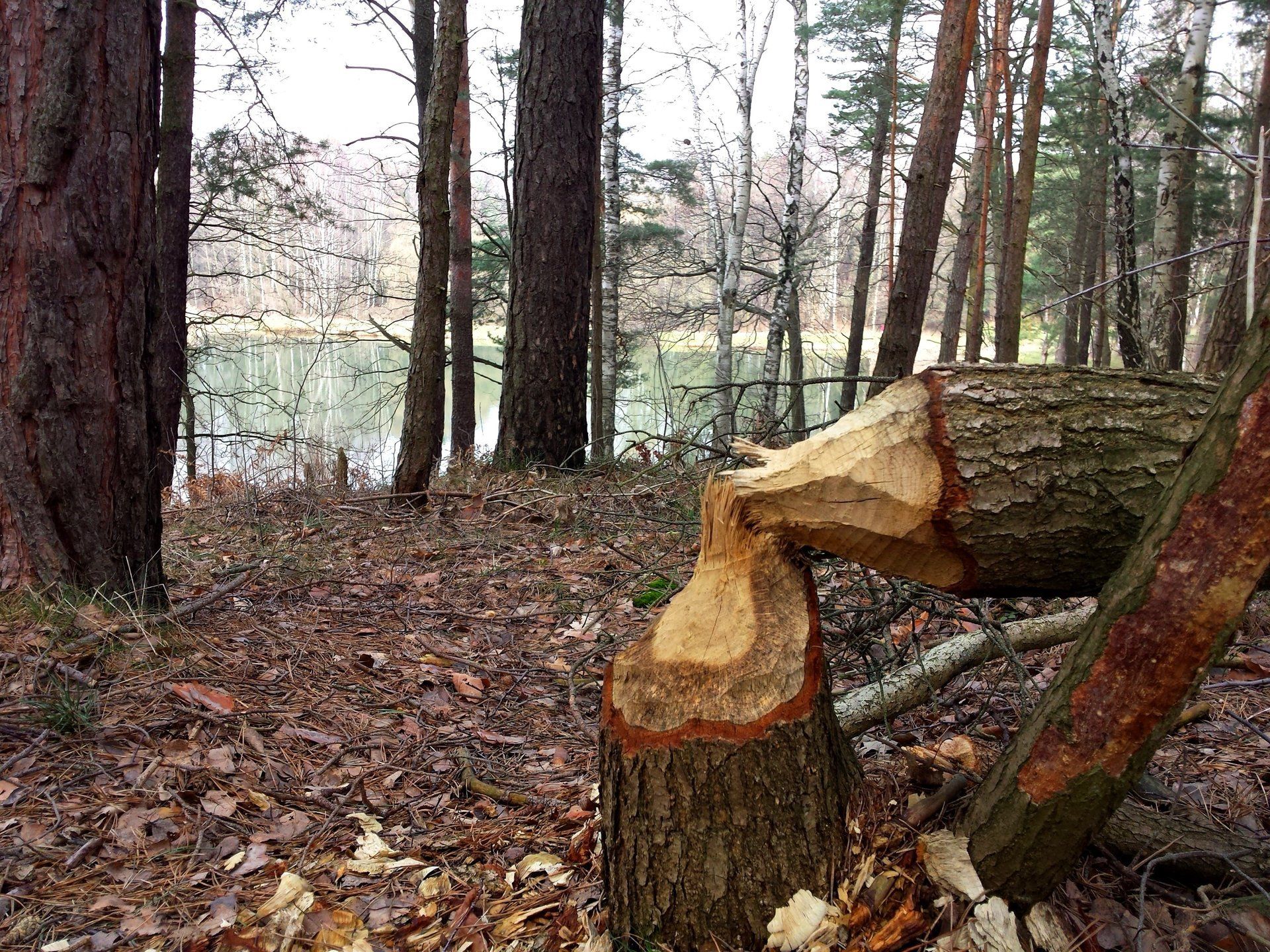 Biberpfad Königsbrück