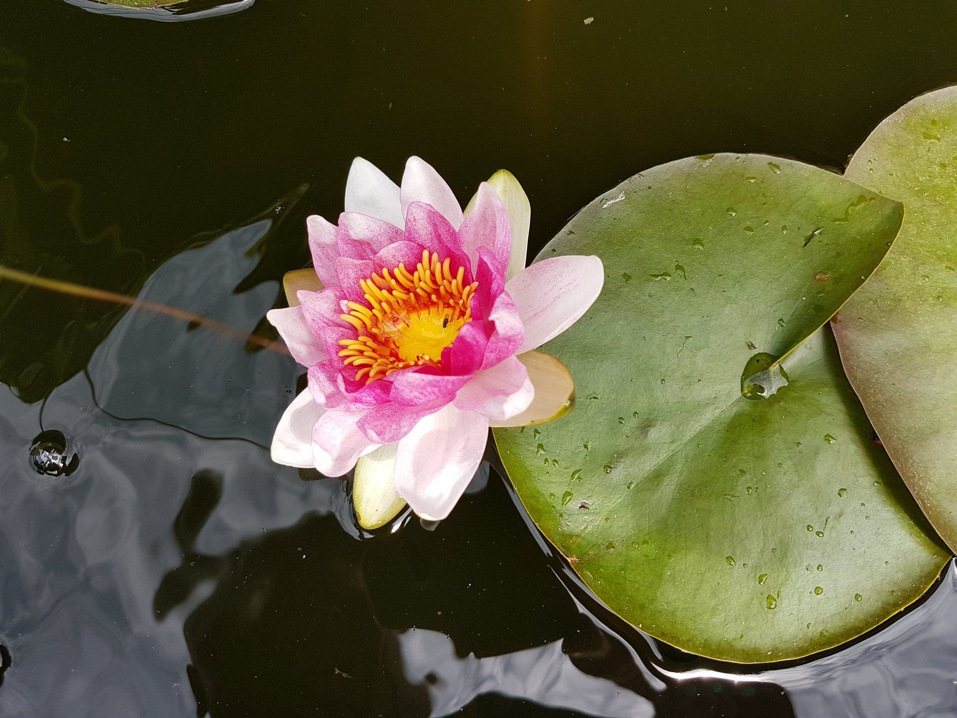 Ferienhaus Hummel-Nest Teichrosen