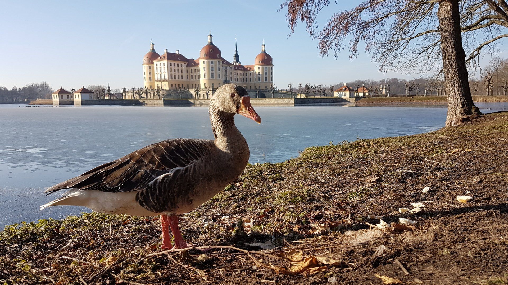 Barockschloß Moritzburg