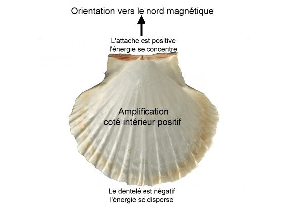 Purification et rechargement avec une coquille Saint-Jacques Purification et rechargement avec une coquille Saint-Jacques