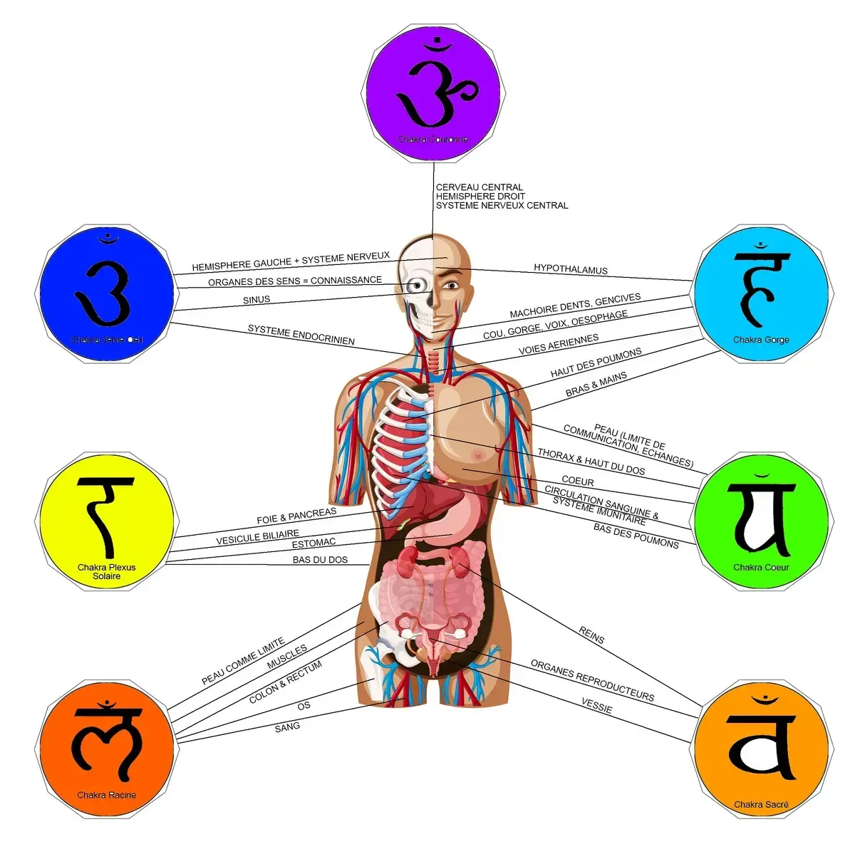 Le Langage Énergétique du Corps : Chakras et Organes en Résonance Chakras et organes du corps : quel lien énergétique ?