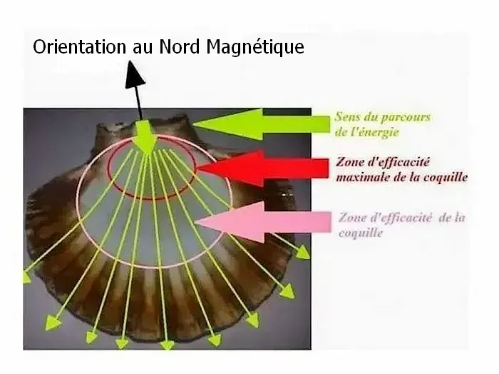 coquille Saint-Jacques purification des pierres