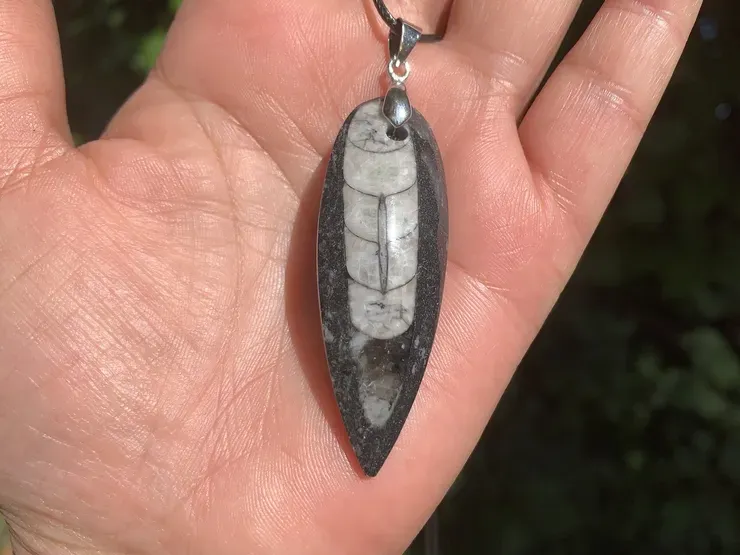 collection : Orthocères ou Orthocéras