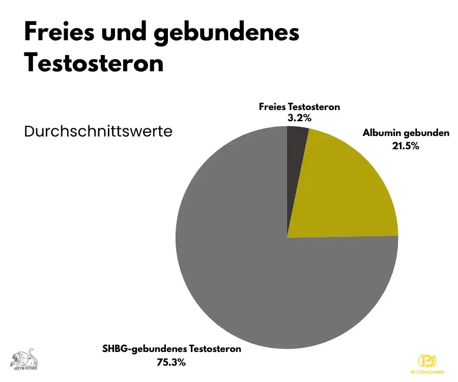 Durchschnittswerte Anteile im Schnitt Testosteron im Körper
