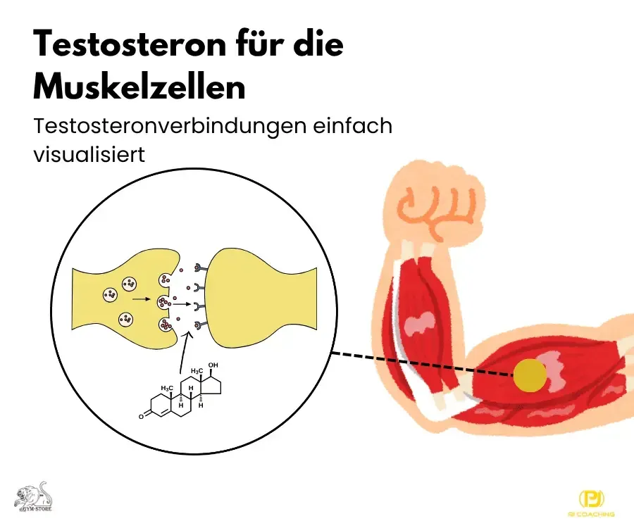 Vereinfacht dargestellt Testostargonverbindungen einfach dargestellt im Muskelaufbau