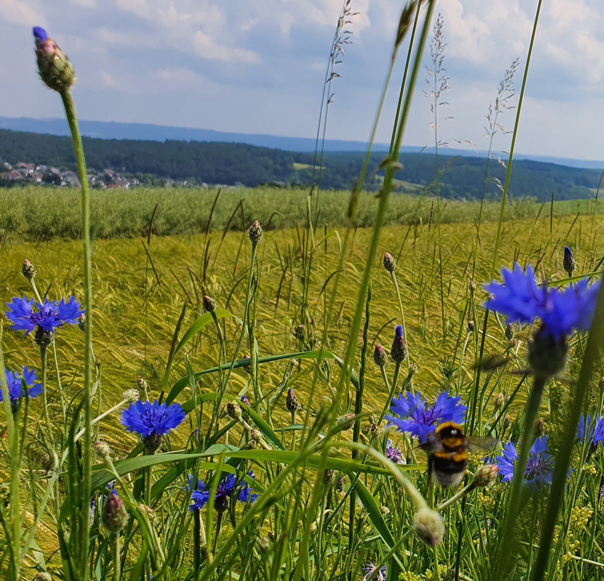 Kornblumenfelder an der Landskrone