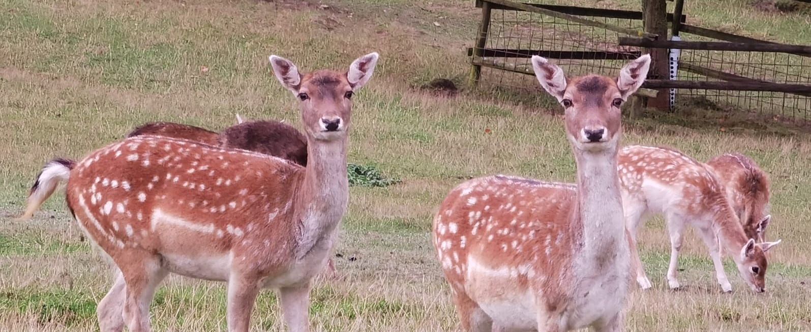 Damwild in der Nachbarschaft
