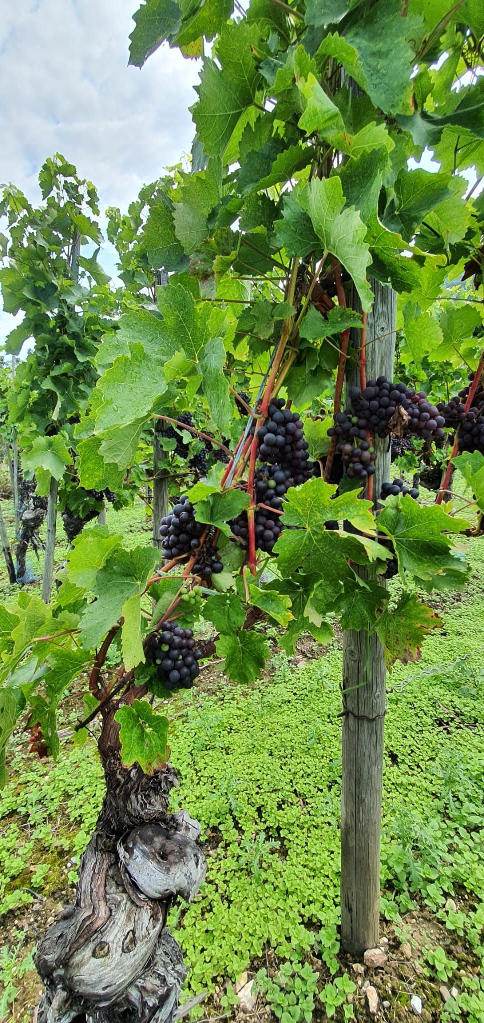 Spätburgunder Ernte