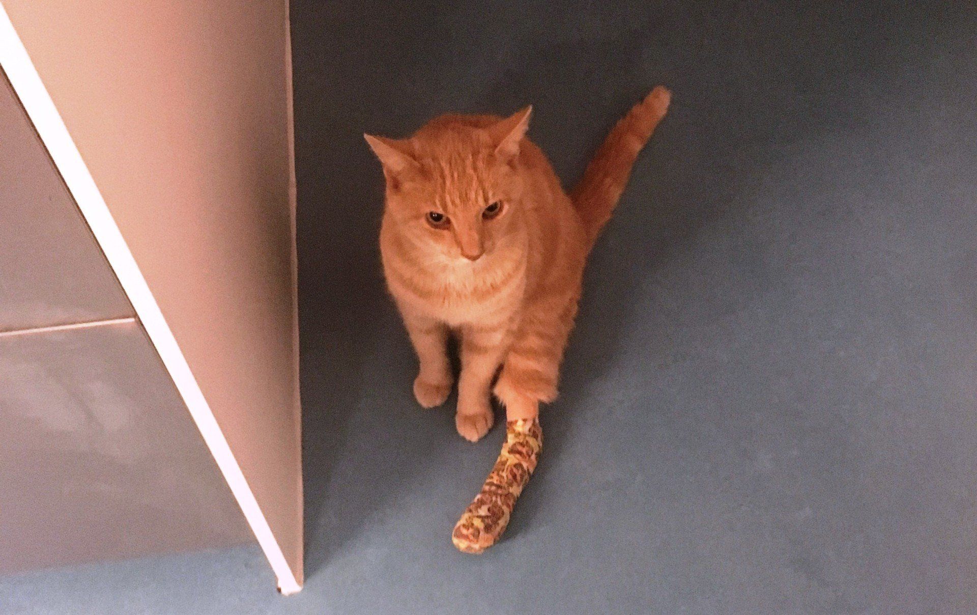 Physio John Moore's cat with injured paw!