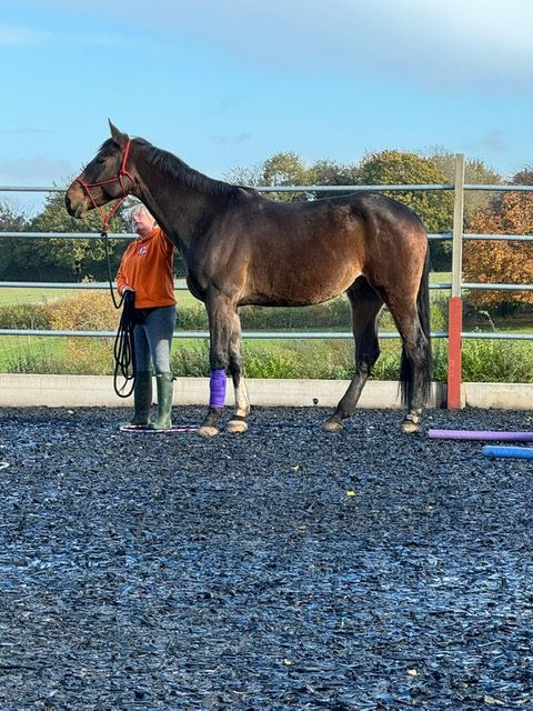 Fearful, worried or anxious horse