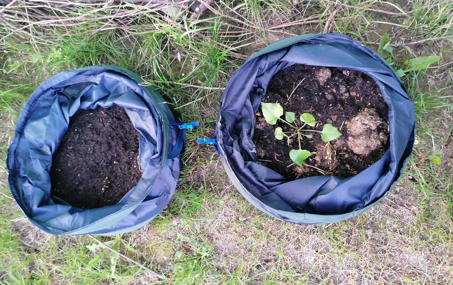 Kartoffelanbau im Sack