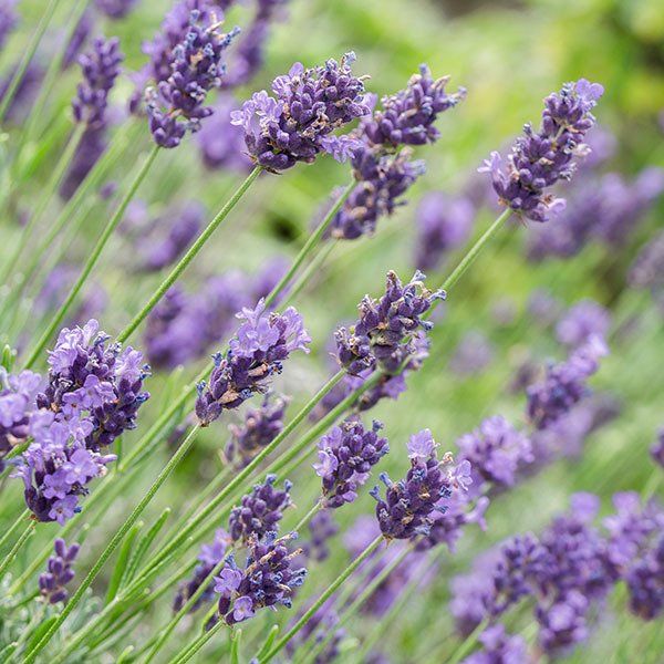 Lavendel