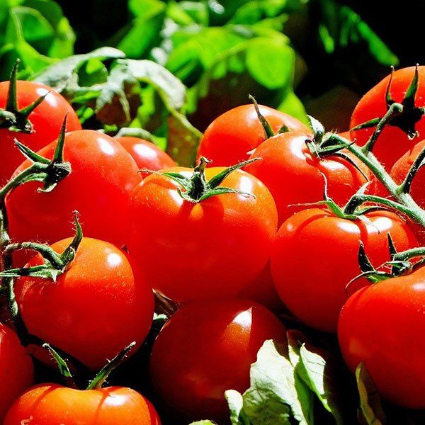 Tomaten