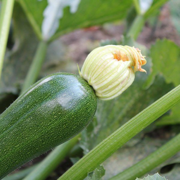 Zucchini