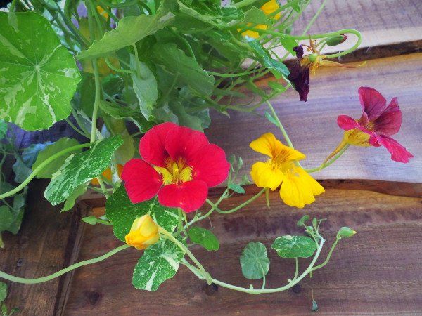 Summer flowers. ©Flying Squirrel Bakery Cafe, LLC