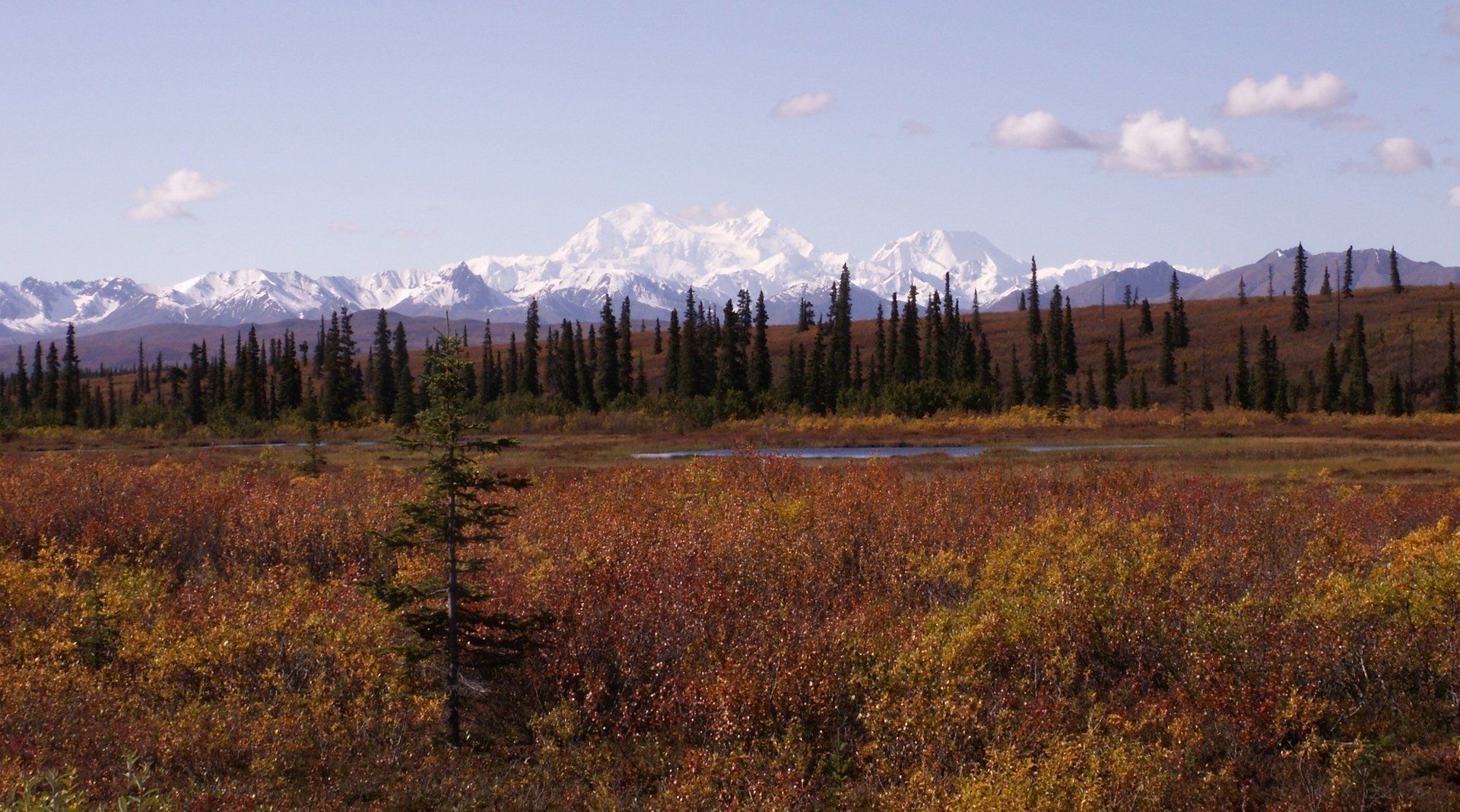 Denali - Whose Athabaskan name which means The Great One, has been restored. ©Flying Squirrel Bakery Cafe