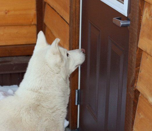 Can I come in? ©Flying Squirrel Bakery Cafe, LLC