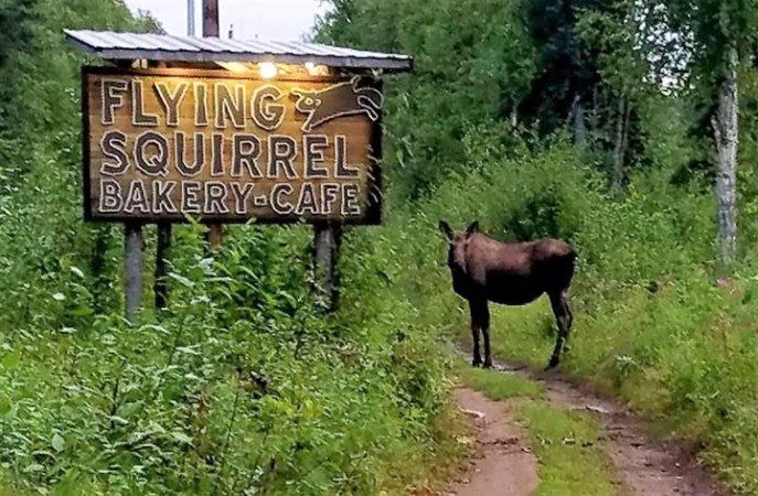 Summer visitor out front of the cafe. Photo courtesy Vicki Ramos.
