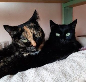 Hermine & Sissi