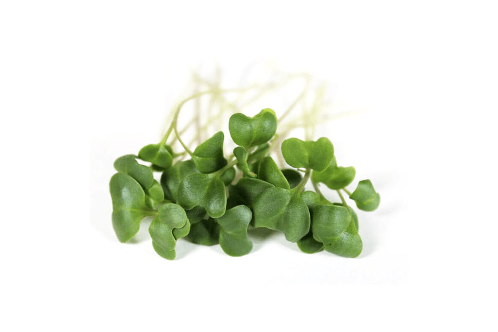 Butter's Broccoli Micro Greens