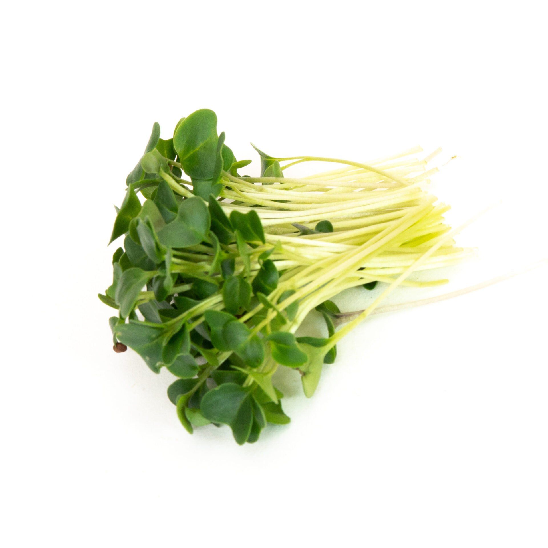 Butter's Kale Micro Greens