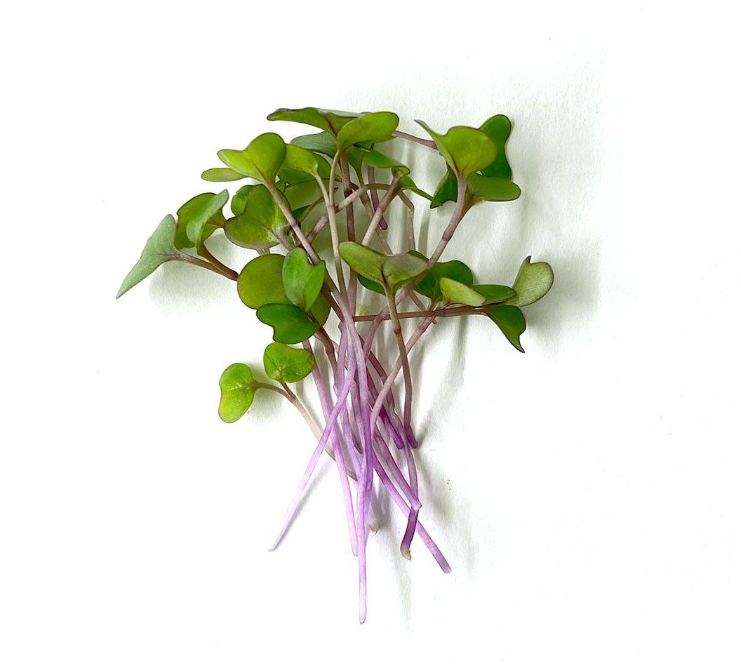 Butter's Kohlrabi Micro Greens