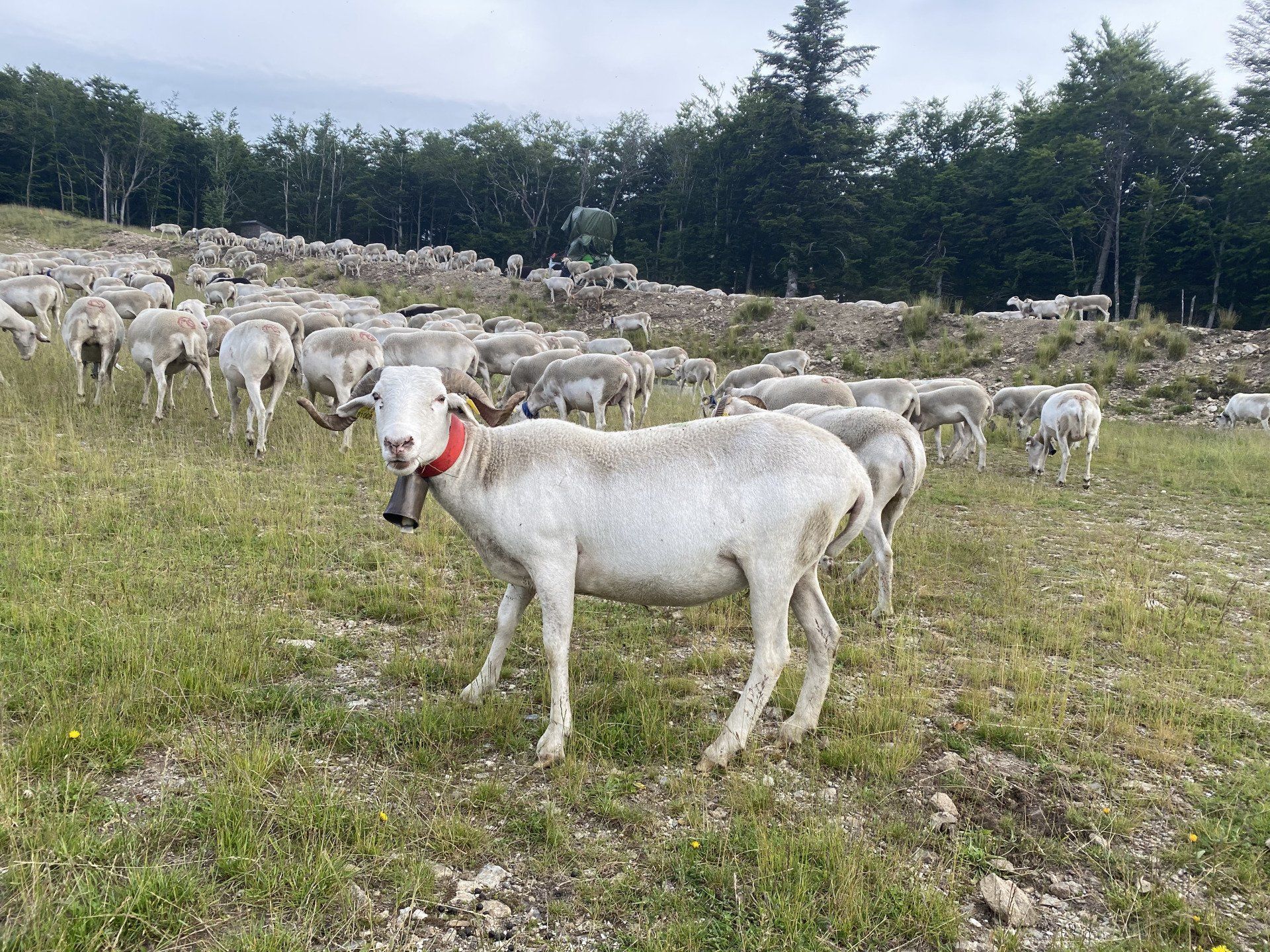 Webcams bas des pistes et haut du domaine Vue piste à luges et bas des pistes ski alpin station alti aigoual en occitanie dans le gard
