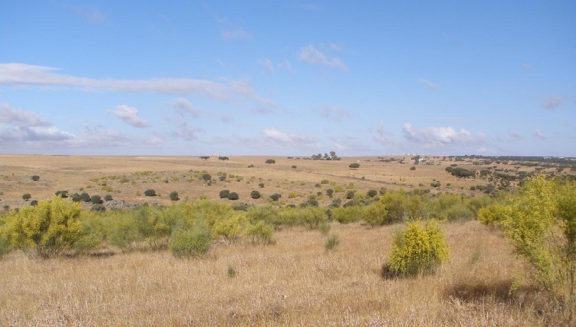 Terrenos en los que se implantará la Planta Fotovoltaica.