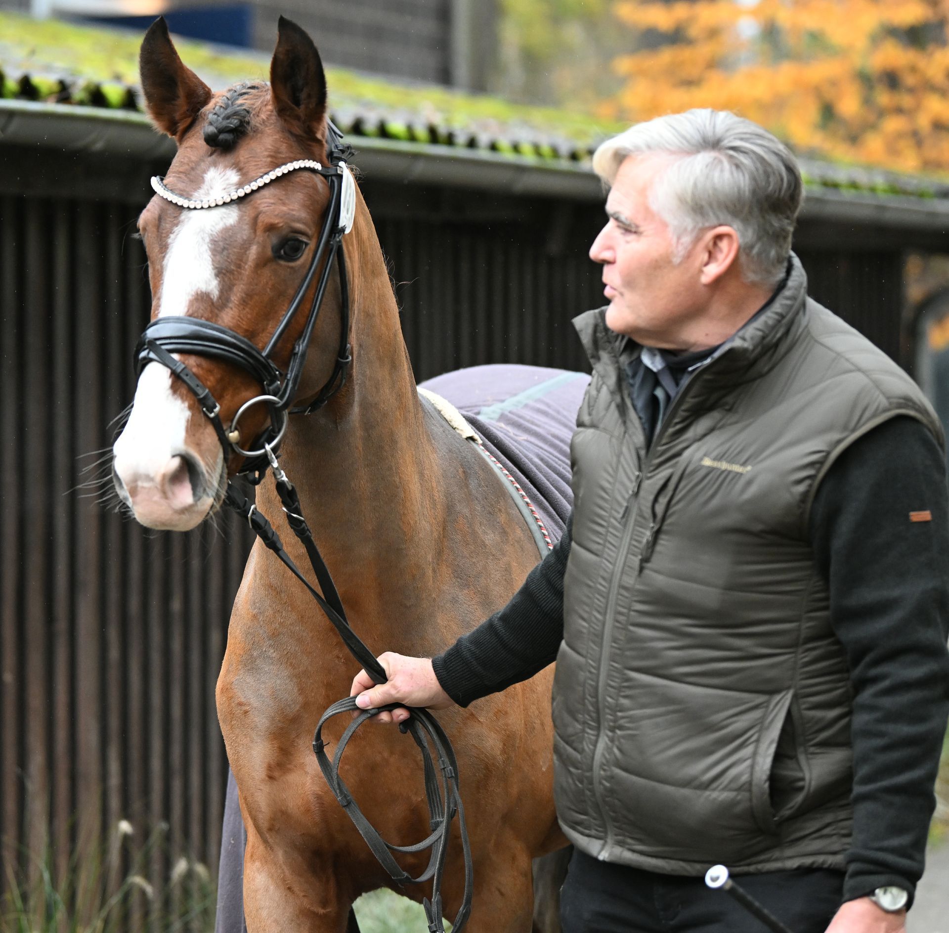 Adonis B 4j. Hengst von Deinhard B aus der St.Pr.St. Gloria B