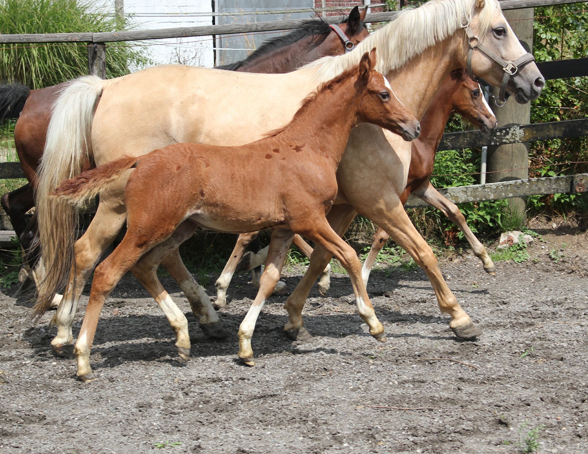 Gestüt Bönniger Fohlen 2025