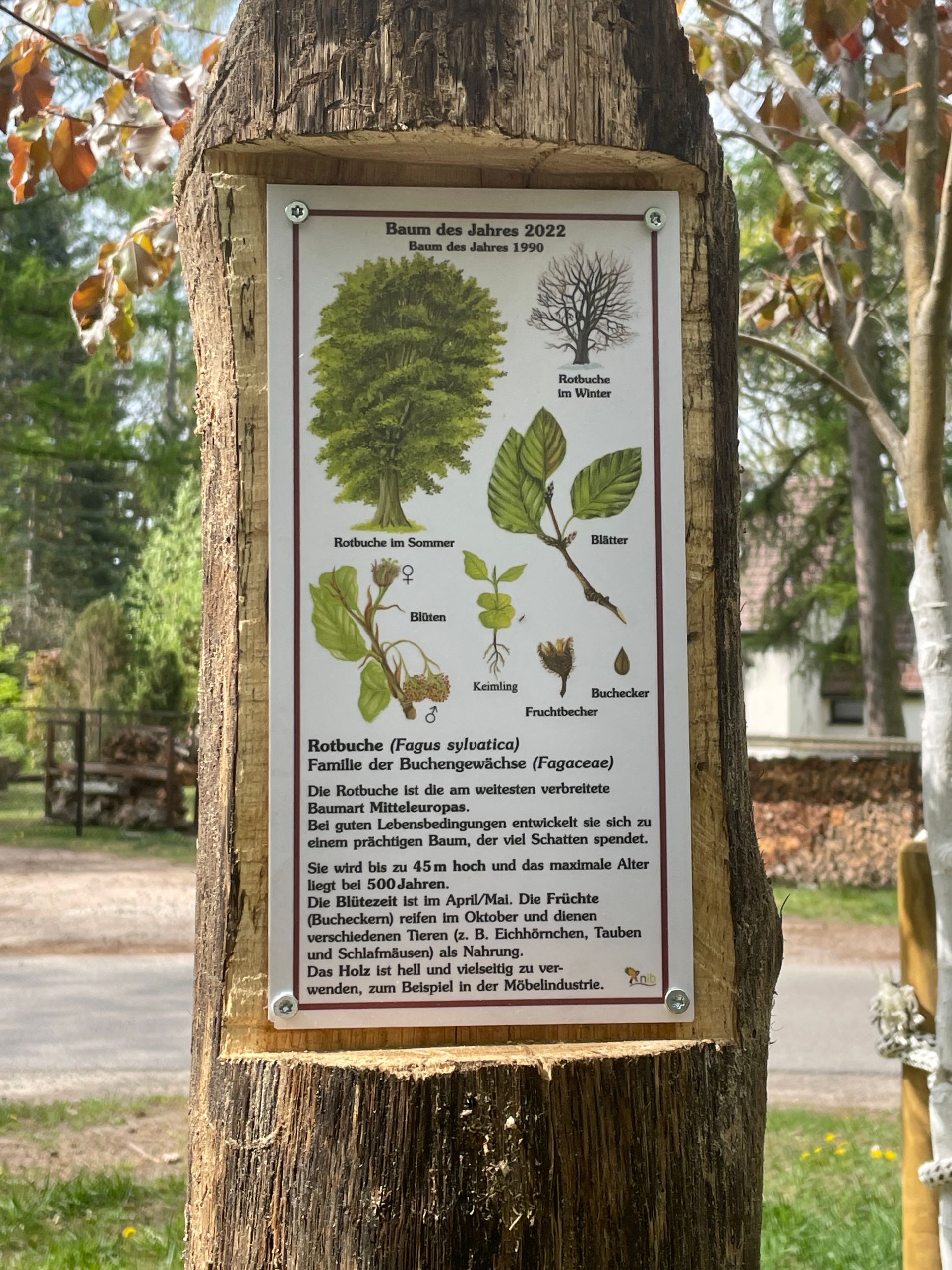 Rotbuche pflanzen Rotbuche, Buche