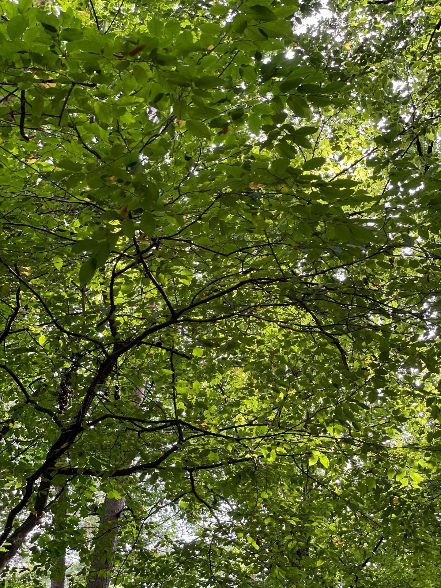 Wald- verstehen und genießen #tagdeswaldes