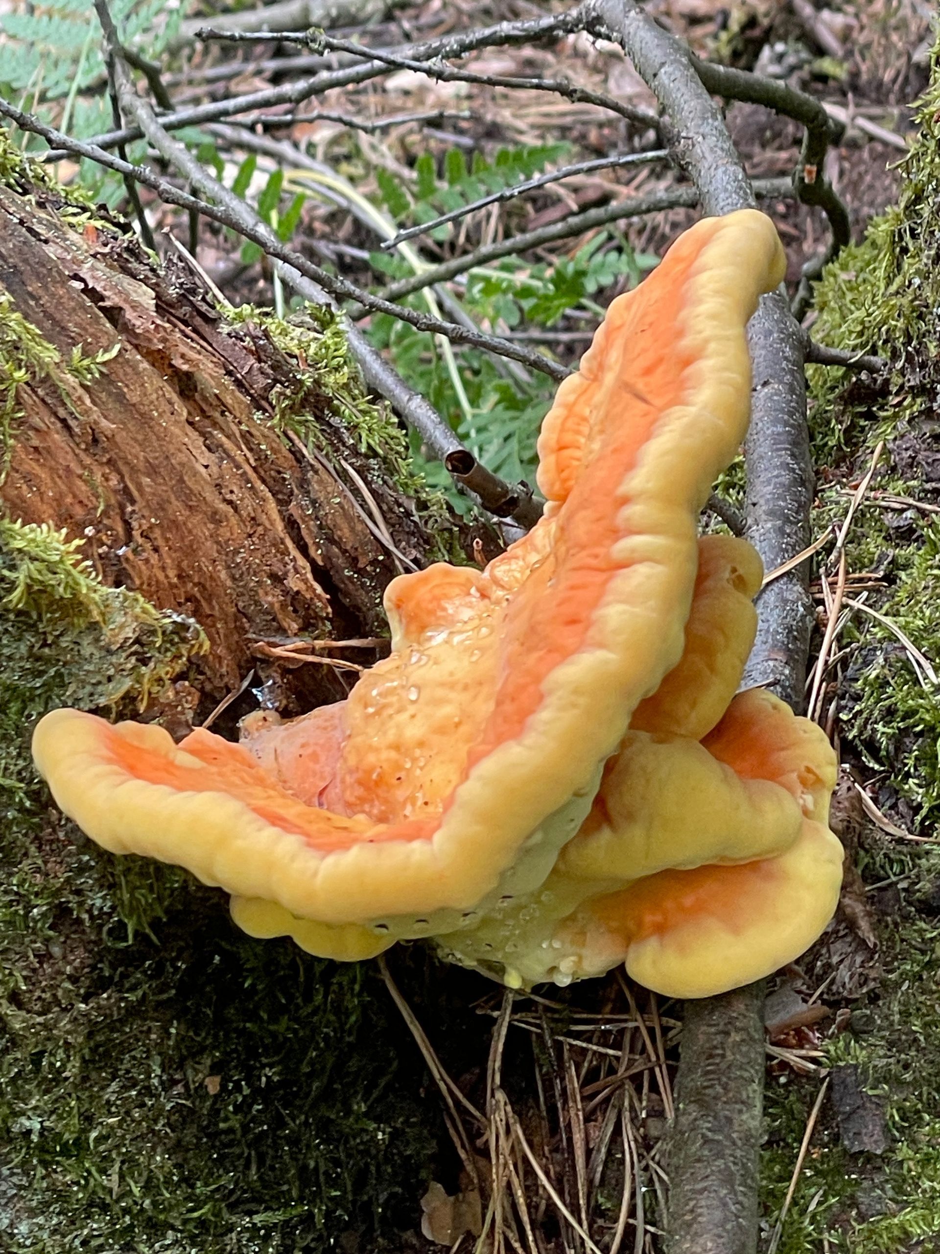 Chicken of the Woods