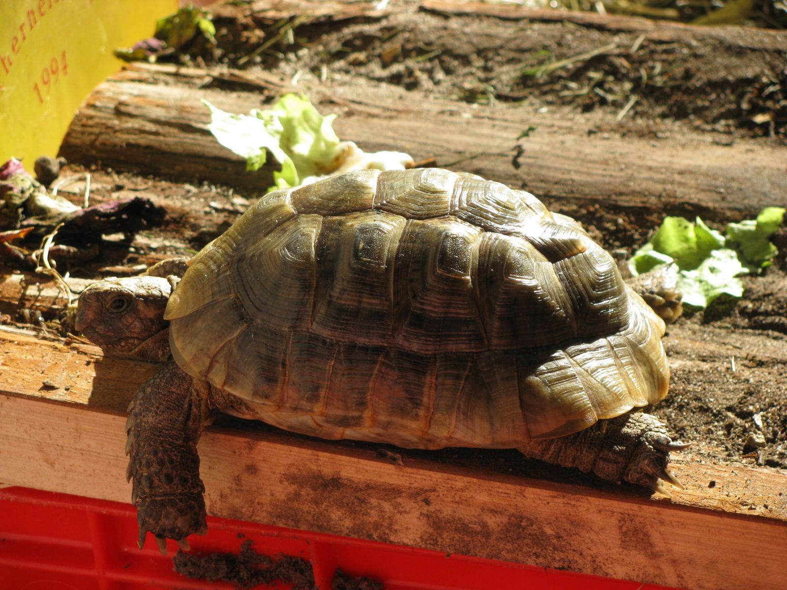 Langsam und mit bedacht - lebt man länger :-)