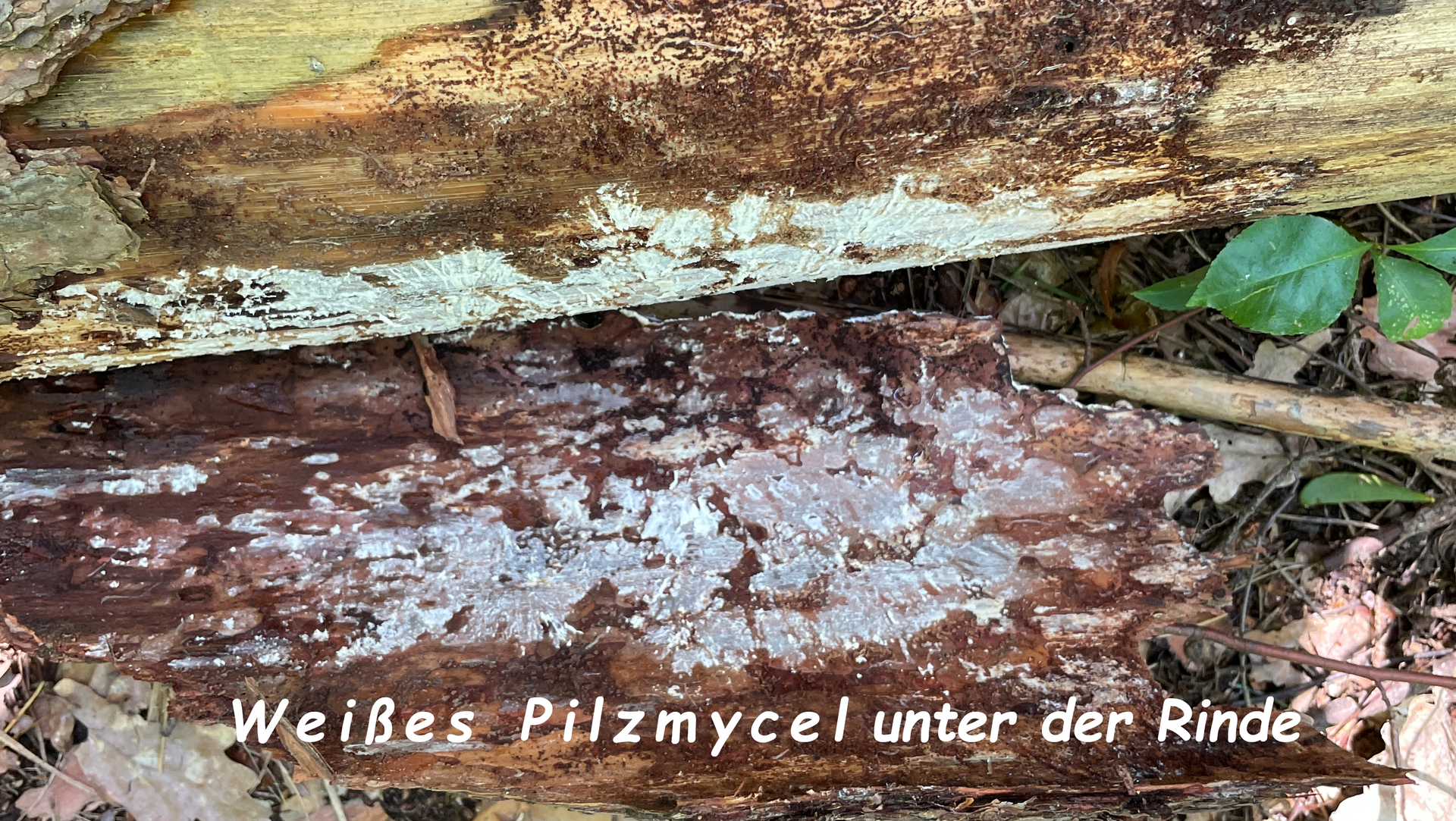 Pilzmyzel- die Lebensader des Pilzes
